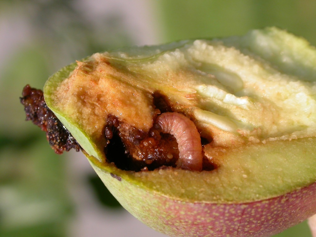 AWApfelwicklerlarve in BirneMU.jpg